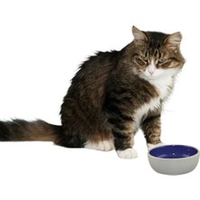 Frefly Store 5 Inç Seramik Tabak, Kedi ve Sürüngenler Için