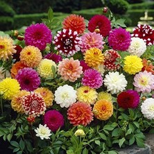 Frefly Store Karışık Renkli Bodur Dahlia Tohumu, 80 Tohumlu Paket