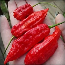 Frefly Store 20 Adet Kırmızı Bhut Jolokia Biber Tohumu, Acı Seçim