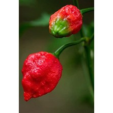 Frefly Store Dünyanın En Acı Trinidad Scorpion Biber Tohumu, 20 Adet