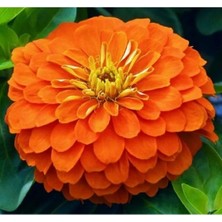Frefly Store Büyük Geniş Çiçekli Turuncu Zinnia Tohum Seti (5 Adet)