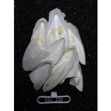 Frefly Store Iri Parçalı Kırık Mürekkep Balığı (Kalamar) Kemiği 100 gr + Tutacak