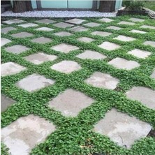 Frefly Store 1000+ Tohum Içeren Dichondra Repens Bitkisi, Yer Örtücü Özellikte