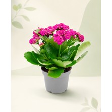 Gardenkoala Pembe Kalanşo Çiçeği – Kalanchoe blossfeldiana 10.5 cm Saksı