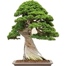 Frefly Store Bonsai Ağacı Tohumu Seti, 5 Adet Okaliptüs Tohumu
