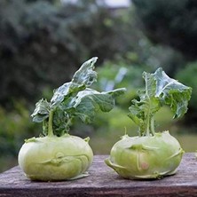 Frefly Store Yeşil Kohlrabi (Alabaş) Tohumu 20 Adet