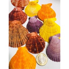 100 Gr. Dekoratif Gerçek Ithal Deniz Kabukları/kına/hediye/dekorasyon, Seakına