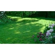Ornamental Mix 6 Lı Karışım Çim Tohumu