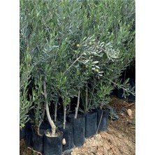 Videolu Gemlik Zeytin Fidanı Fidesi 1 Adet 1. Kalite 80-150 cm Saksılıtüplü (Olive Sapling)