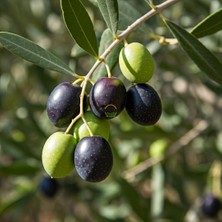 Fidan Sepetim 4 Yaş Gemlik Trilye Sofralık Zeytin Fidanı