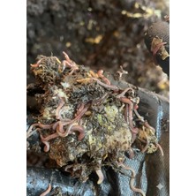 Premium Katı Solucan Gübresi-Organiktoprak-Organik Vermikompost-Toprakcanlandırıcı Katı Soluca