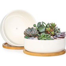 Sukulent Saksısı, 15,24 cm Beyaz Seramik Çiçek Saksısı, Bambu Tepsili, 2'li Paket - Bitkiler D