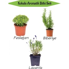 Aromatik Kokulu Mutfak Seti, Fesleğen Fidesi + Biberiye Fidanı + Lavanta Fidesi, 3 Adet