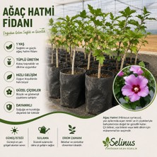 Ağaç Hatmi Fidanı Hibiscus Syriacus 1 Yaş Tüplü Çiçekli Süs Bitkisi – Selinus