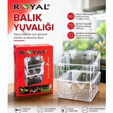 Medusa Balık Yavruluğu