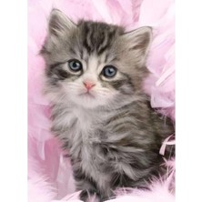 Odea 500 Parçalı Yavru Kedi Yapboz, Dayanıklı ve Eğlenceli