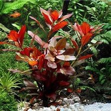 Ludwigia Repens Canlı Akvaryum Bitkisi, 5 Dal