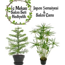 Japon Şemsiyesi (40-60CM) Saksılı + Salon Çamı (30-40CM) Saksılı, Set