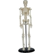 Insan Iskelet Modeli 45 cm (Insan Iskelet Maketi)