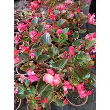 Isparta Gülü Yağlı Begonya Çiçeği Begonia Thurstonii 10-20 cm