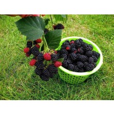 Isparta Gülü Dikensiz Jumbo Böğürtlen Fidanı 10-20 cm
