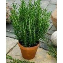 Isparta Gülü Salvia Rosmarinus Biberiye Fidanı Saksıda 10-20 cm