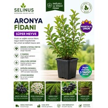 Selinus Aronya Fidanı – Saksıda 2 Yaş
