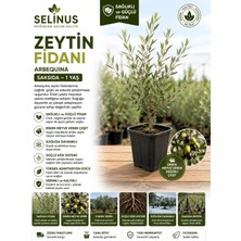 Arbequina Zeytin Fidanı – Saksıda – 1 Yaş – Meyveye Erken Yatan – Selinus