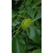 Bahçevilya Yalancı Portakal Ağacı Fidanı 50-60 cm