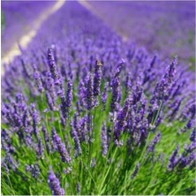 Isparta Gülü Aromatik Lavanta Fidanı Fidesi 10-20 cm