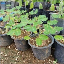 Isparta Gülü Küstüm Çiçeği Fidanı Küçük Boy 3-13 cm Mimosa Pudica