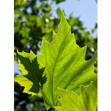 Bahçevilya Londra Çınarı Ağacı Platanus x Acerifolia Fidanı 2 Yaş