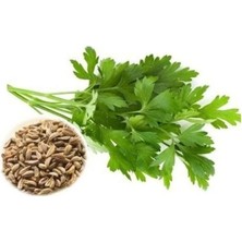 Odea Iri Yaprak Maydanoz Tohumu - 10 Gram