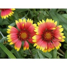 Odea 30 Adet Gaillardia Gayret Çiçeği Tohumu, Indian Blanket