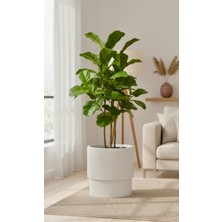 Empressco Vega Saksı Fiber Görünümlü Büyük Dekoratif Modern Salon Saksı 20 Lt