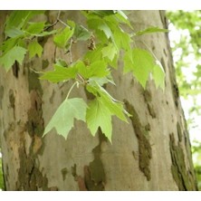Doğaşık Londra Çınarı Ağacı Platanus x Acerifolia Fidanı 2 Yaş