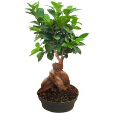Empressco Ficus Gingseng Bonsai Ağacı Saksı Çapı Boyu 20-30 cm