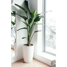 Empressco Strelitzia Starliçe 90-120 cm Boyunda Tek Gövdeli Salon Bitkisi Iç Mekan Bitkisi
