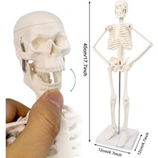 EgeAnatomi Maketleri Insan Iskelet Modeli 45 cm ( Insan Iskelet Maketi)