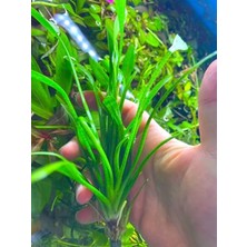 Die Grup 1 Bağ 2-4 Kök Akvaryum Bitkisi - Sagittaria Subulata