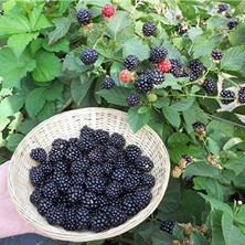 Die Grup Verimli Aroması Yüksek Boysenberry Böğürtlen Fidanı