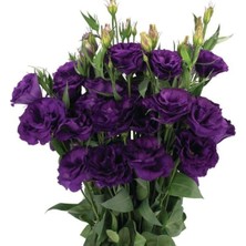 Die Grup Mor Renkli Lisianthus (Lale Gül) Tohumu Seti