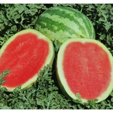Die Grup C.sweet Karpuz Tohumu - 5 Gram