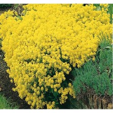 Die Grup Çoklu Alyssum Tohum Seti - 250 Tohum - Sarı
