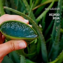 Die Grup Yatıştırıcı Aloe Içeren Sülfatsız Saç Bakım Kremi 250 ml