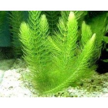 Die Grup Ceratophyllum Demersum Tilki Kuyruğu Kolay Akvaryum Bitkisi 1 Bağ
