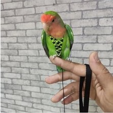 Die Grup Taban Örtüsü 3X10 Metre Sera Taban Örtüsü Jüt Siyah Taban Örtüsü Malçlama Örtüsü Yer Örtüsü