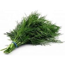 Die Grup Dereotu (Anethum Graveolens) Tohumu – 500+ Tohum – Ev, Balkon ve Bahçe Yetiştiriciliğine Uygun