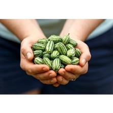 Die Grup Tohum Dünyam 10 Adet Cüce Cucamelon (Salatalık) Tohumu