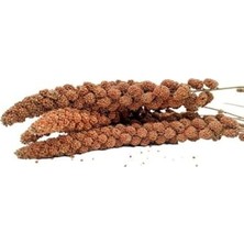 Die Grup Kuşlar Için Kızıl Dal Darı 250 gr